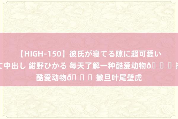 【HIGH-150】彼氏が寝てる隙に超可愛い彼女を襲って中出し 紺野ひかる 每天了解一种酷爱动物?撒旦叶尾壁虎